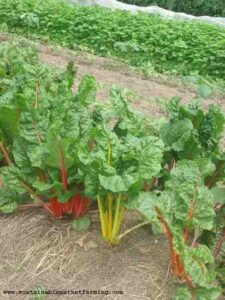 13 Steps to Planning your Vegetable Garden Image